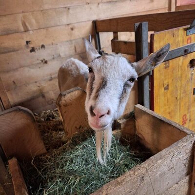Unsere neugierige Ziege freut sich über Ihren Besuch