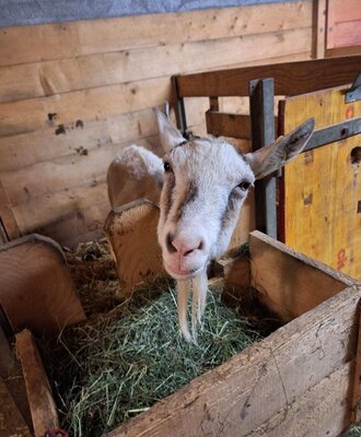 Unsere neugierige Ziege freut sich über Ihren Besuch