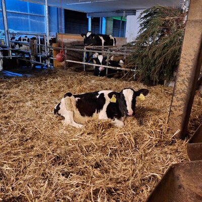 Im Winter sind die Kühe und Kälber im Stall.