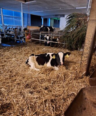 Im Winter sind die Kühe und Kälber im Stall.