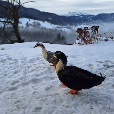 Unsere Enten auf Entdeckungstour.