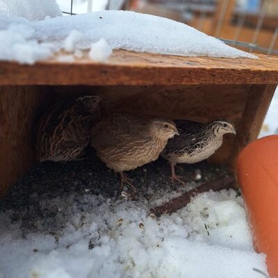 Unsere Wachteln freuen sich über den Schnee.