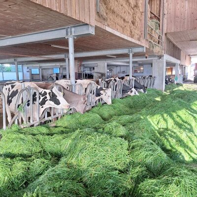 Kühe im Stall des Ferienhofs, die frisches Gras fressen.