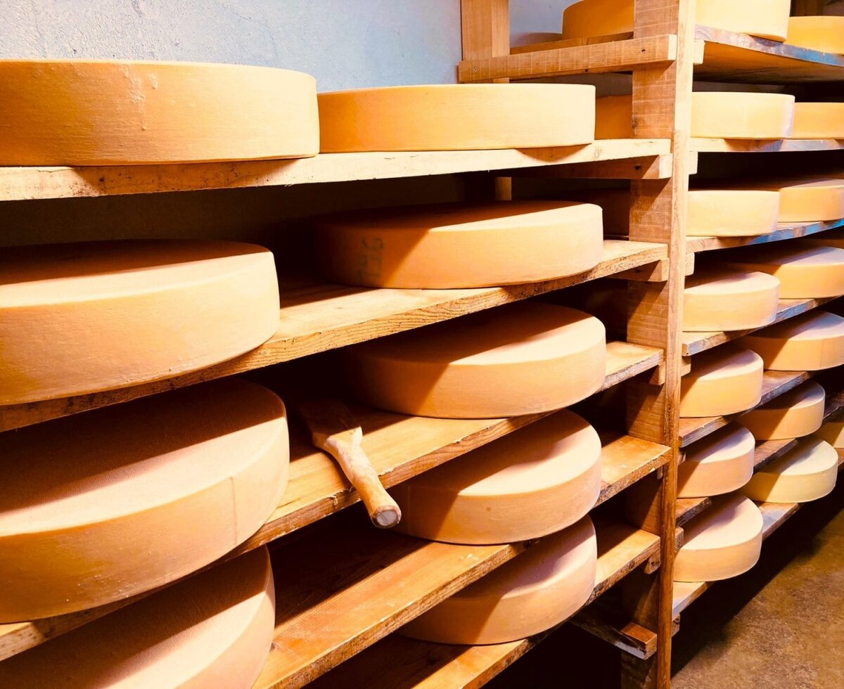 Käselaibe reifen auf Holzregalen in einem Reiferaum, die die lokalen Spezialitäten der Ferienwohnung präsentieren.