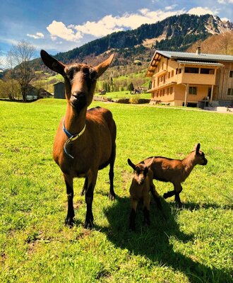 Ziegen und Zicklein auf der Wiese vor der Ferienwohnung mit Bergblick.