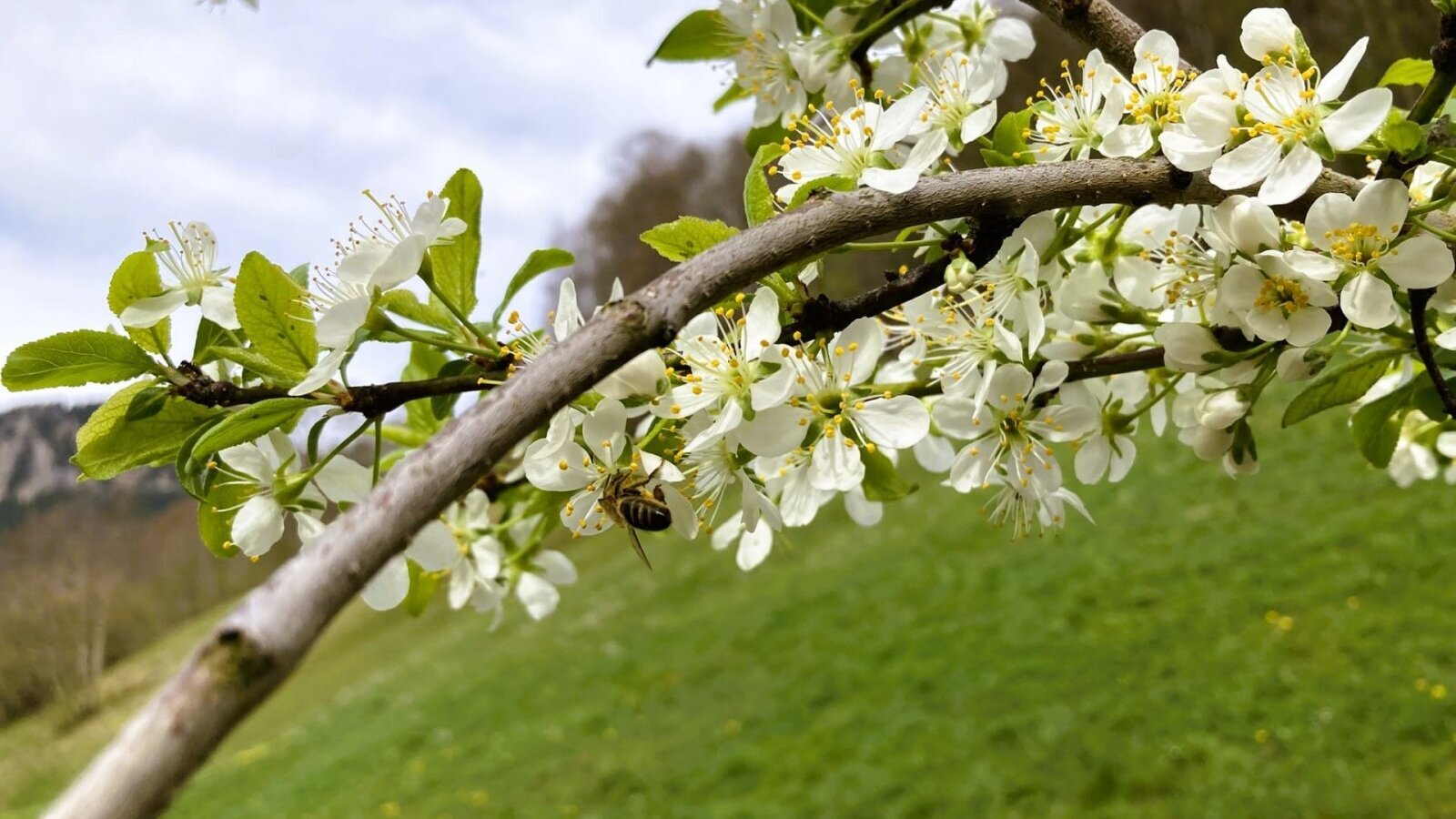 Blühender Ast mit Biene, grüner Wiese und Bergen in der Umgebung der Ferienwohnung.