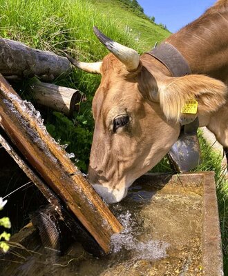Eine Kuh trinkt Wasser aus einem Holztrog auf der Wiese, typisch für die Umgebung der Ferienwohnung.
