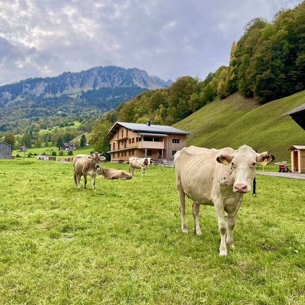 Eine idyllische grüne Wiese mit weidenden Kühen direkt vor dem Haus mit der Ferienwohnung, umgeben von einer malerischen Bergkulisse.