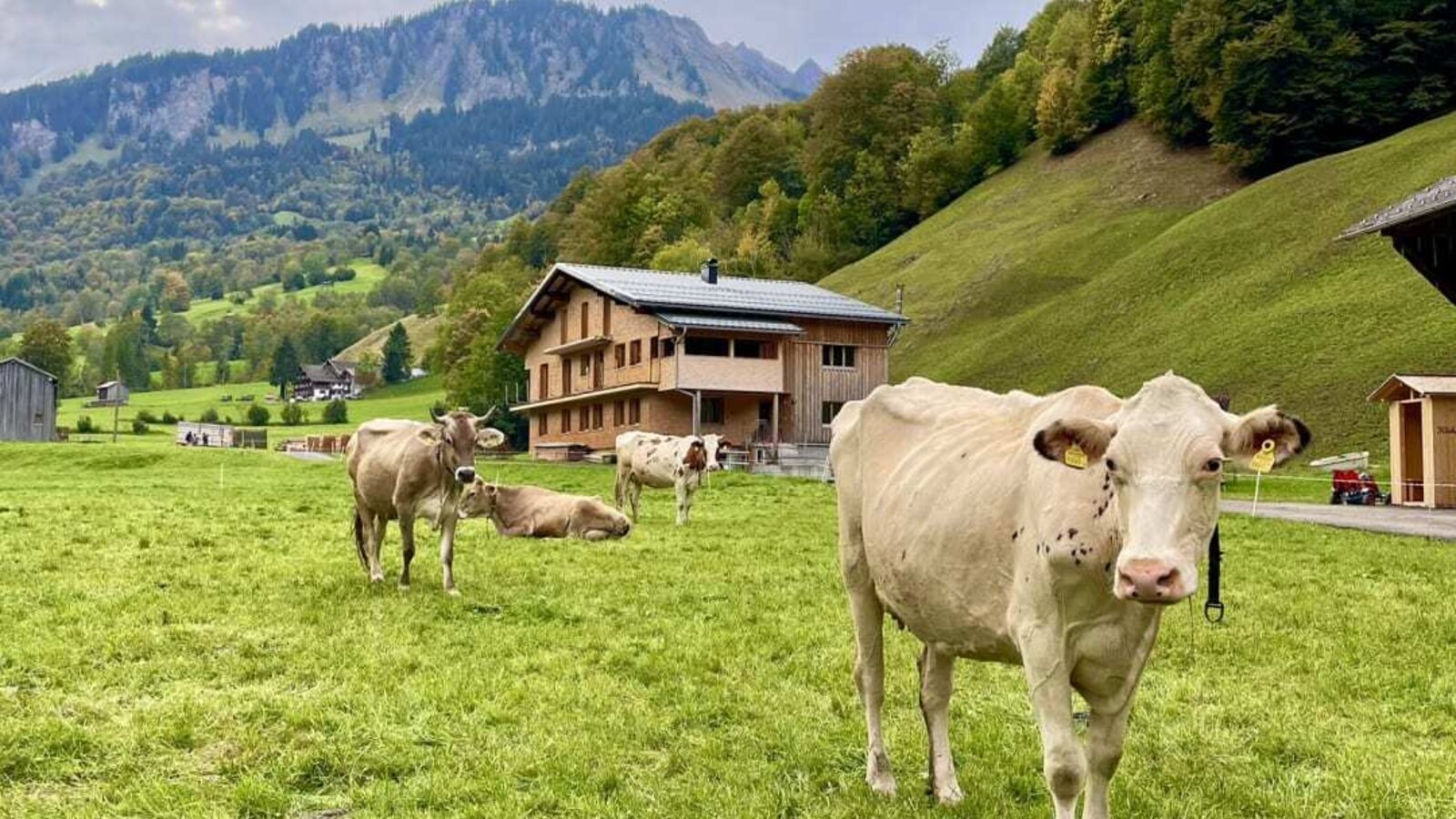 Eine idyllische grüne Wiese mit weidenden Kühen direkt vor dem Haus mit der Ferienwohnung, umgeben von einer malerischen Bergkulisse.