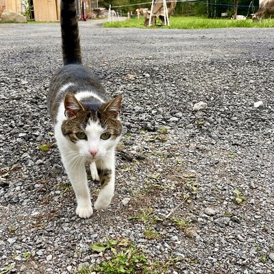 Eine neugierige Katze auf dem Hof der Ferienwohnung mit grasenden Kühen und Bergen im Hintergrund.