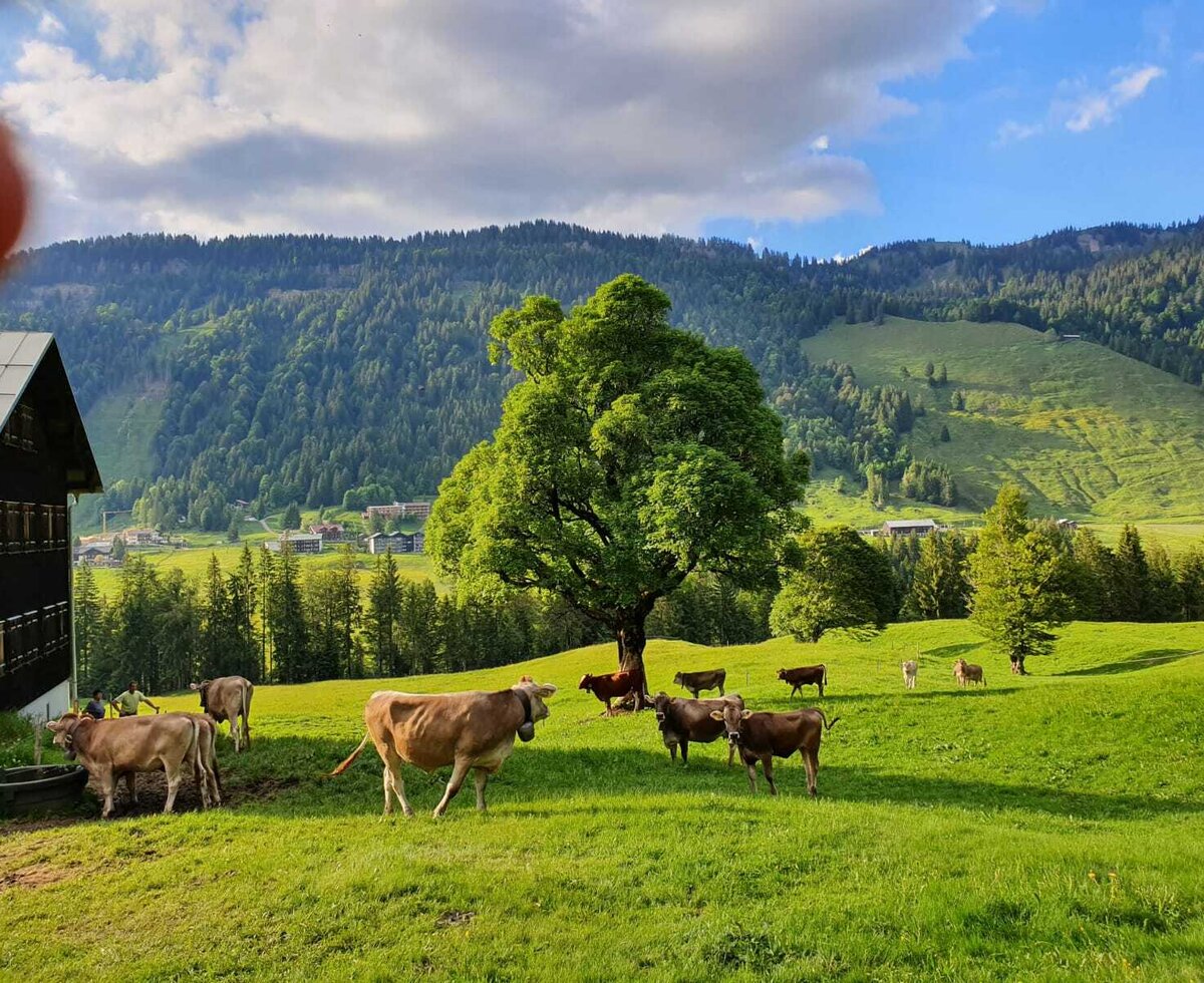 Auf der Alpe