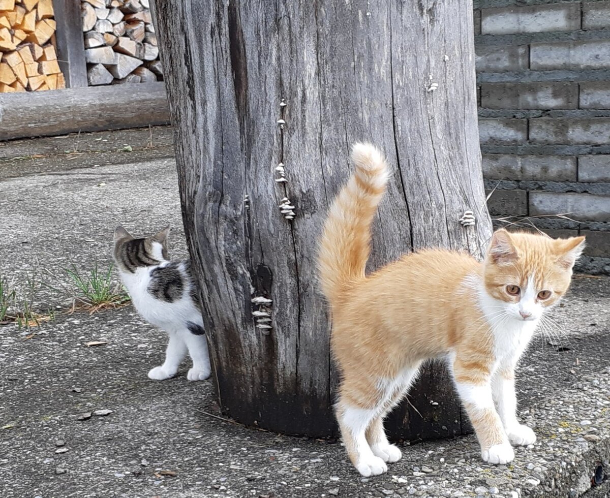 Mingus und Bartle