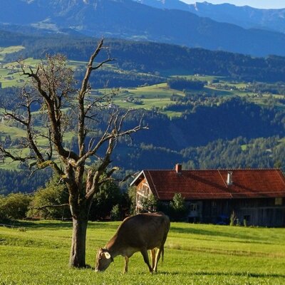 Heimat