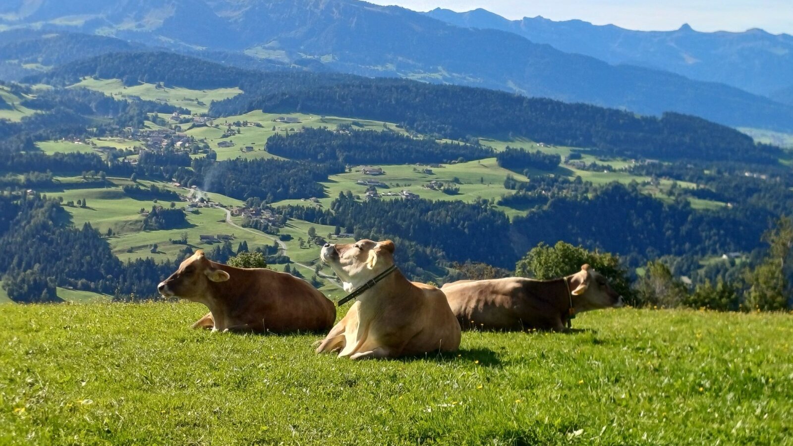 WOHLFÜHLEN