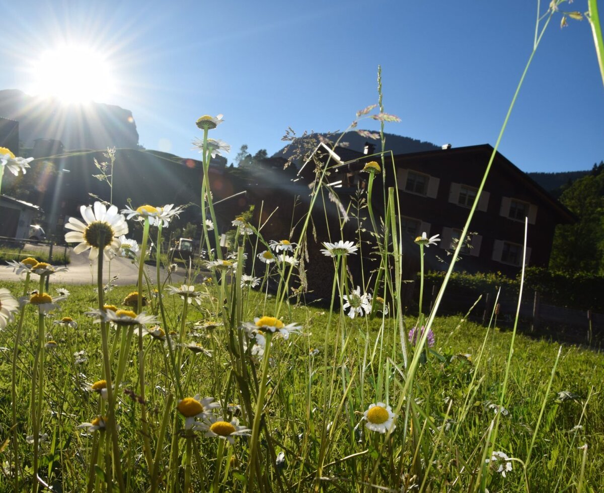 Eine Margeritenwiese im Sonnenlicht vor dem Bauernhof.