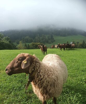 Ein Schaf mit Glocke auf einer grünen Weide des Bauernhofs, mit weiteren Schafen und nebelverhangenen Bergen im Hintergrund.