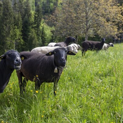 Biohof Matt. Urlaub am Bauernhof. Ferien in Lochau am Bodensee. 