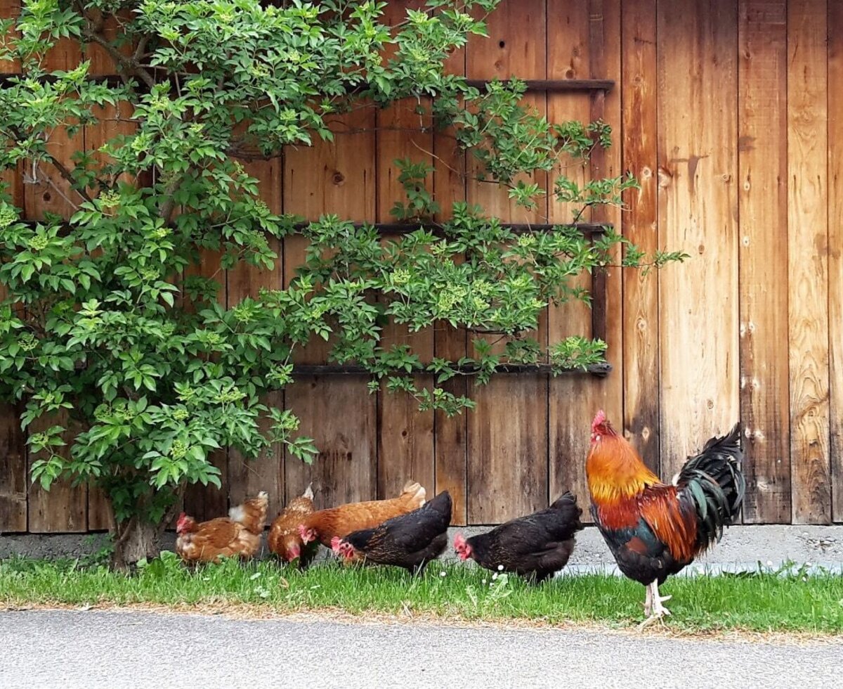 Hühnerschar am Urlaubsbauernhof, buchbar bei Hof im Feld im Montafon