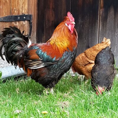 Hahn und seine Hühner auf dem Hof im Feld im Montafon