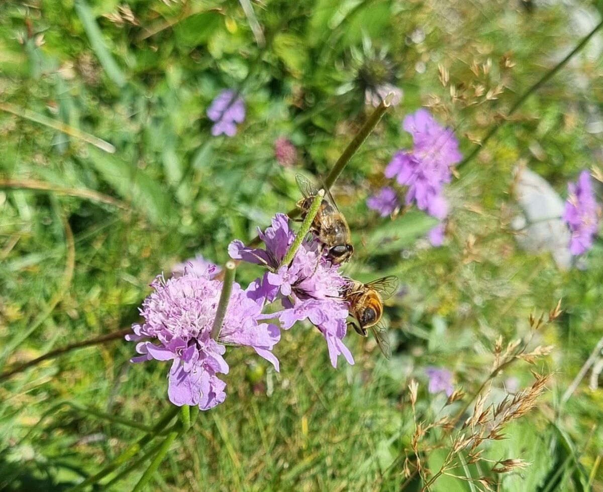 Unsere fleißigen Bienen