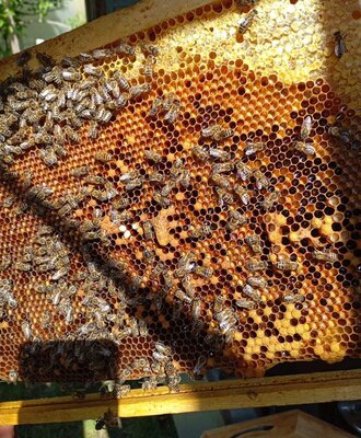 Bienenstockrahmen mit Bienen und Honigwaben der Gebirgsimkerei des Bauernhofs.
