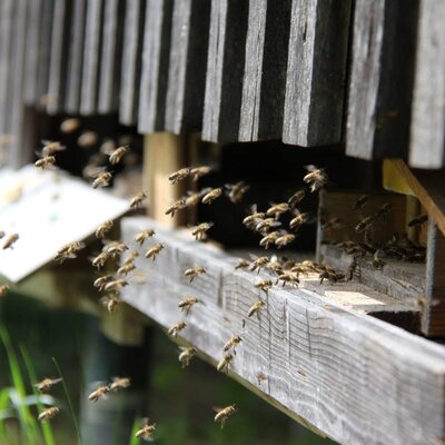 Bienen fliegen vor dem Bienenstock auf dem Bauernhof ein und aus.
