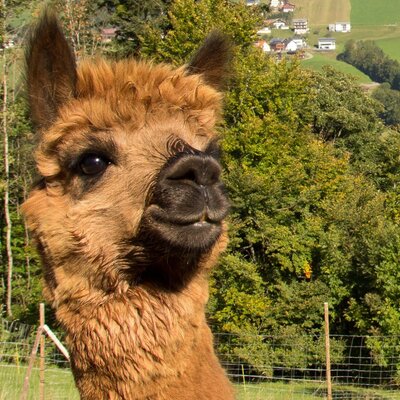 Knusperhüsle Alpaka