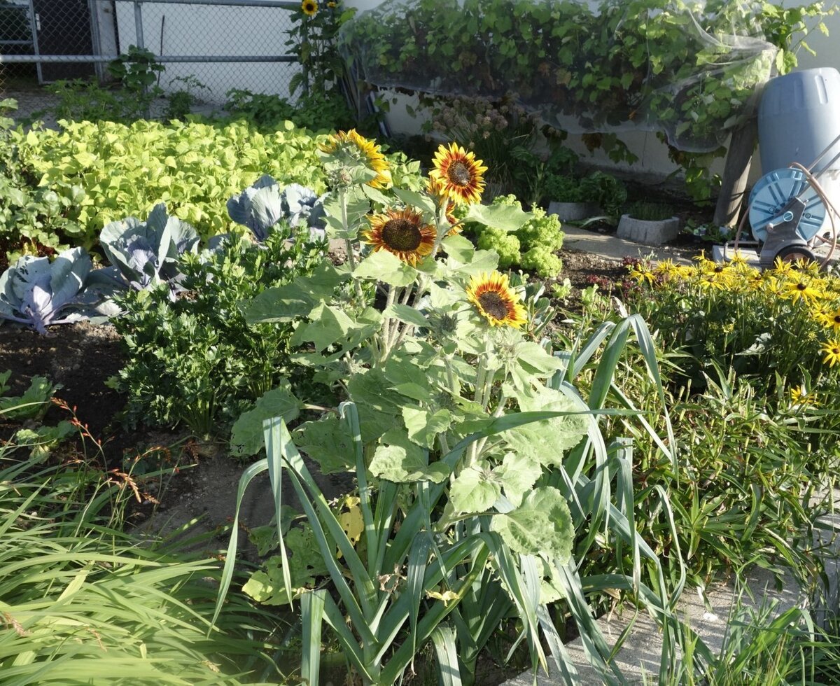 Bäuerin Anne liebt Ihren Gemüsegarten und Blumen rings ums Haus