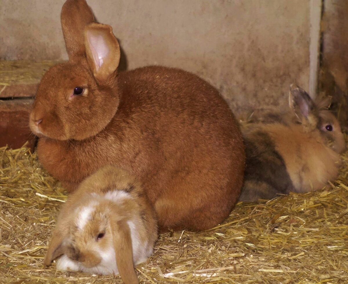 Drei Kaninchen auf Stroh im Stall des Bauernhofs.