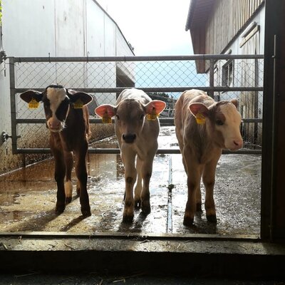 Drei Kälber im Stall des Bauernhofs.