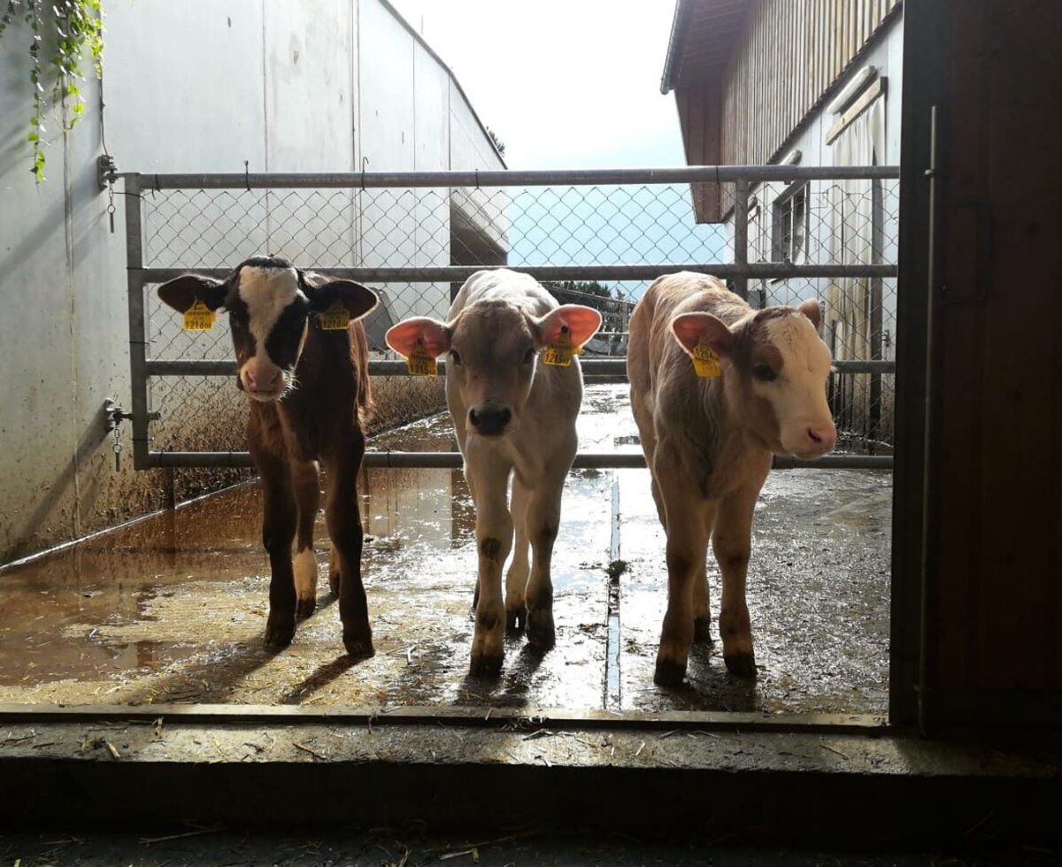 Drei Kälber im Stall des Bauernhofs.