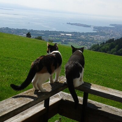 Den grandiosen Blick auf den Bodensee lieben sogar unsere Katzen.