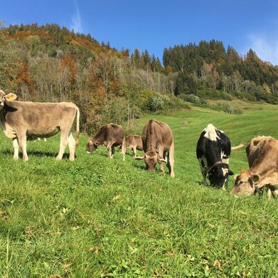 Urlaub am Bauernhof am Schmiedlarhof in Au-Schoppernau, Vorarlberg.