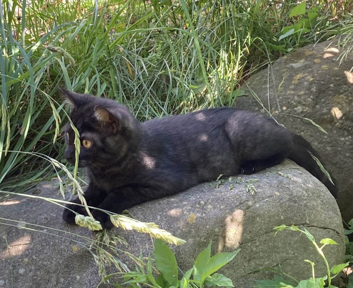 Katze