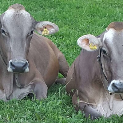 Zwei Kühe liegen auf der grünen Wiese des Bauernhofs.