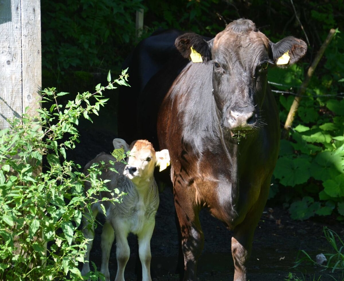 Eine Kuh mit ihrem niedlichen Kalb auf dem Bauernhof, umgeben von saftigem Grün.