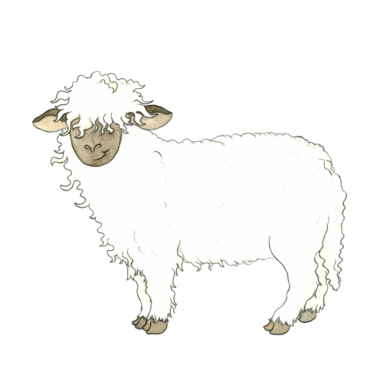 Schaf Flocki
