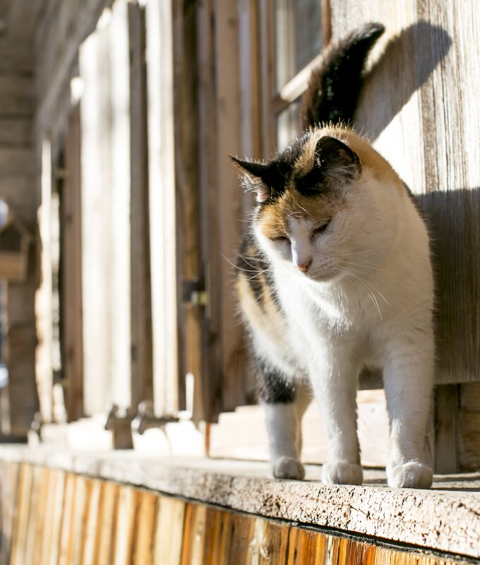 Siedlerhof Katze am Fenster | © Hetfleisch/UaB Tirol